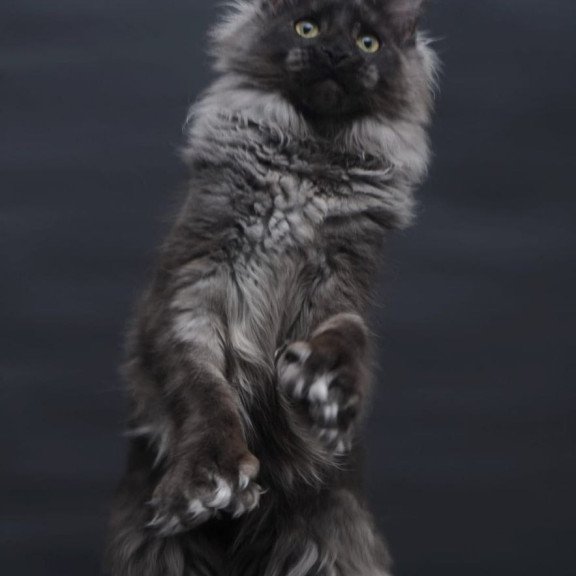 Maine Coon AP Bagira