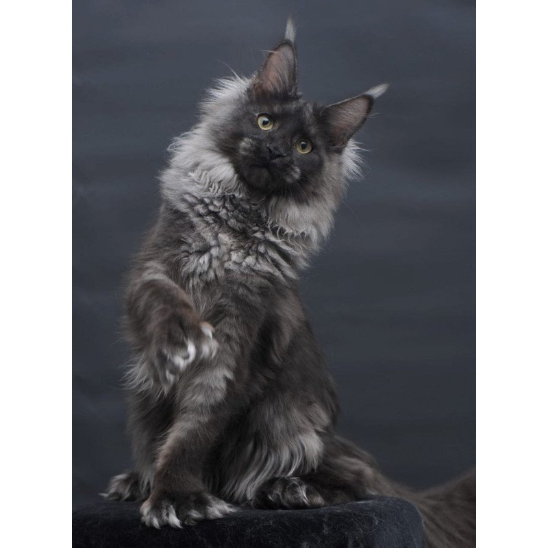 Maine Coon AP Bagira