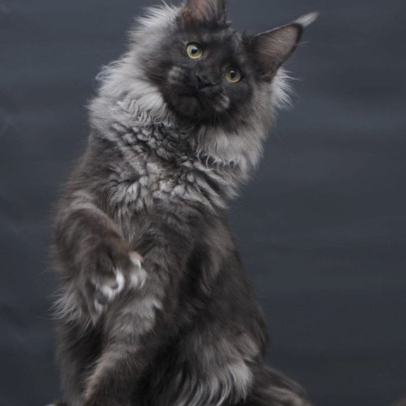 Maine Coon AP Bagira
