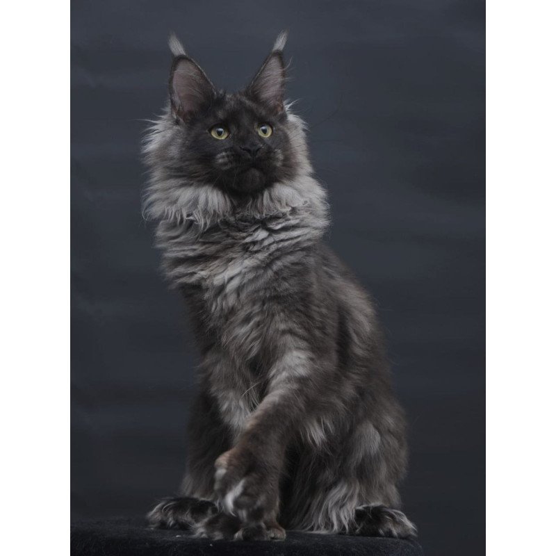 Maine Coon AP Bagira