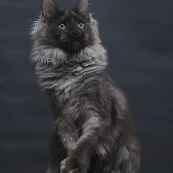 Maine Coon AP Bagira