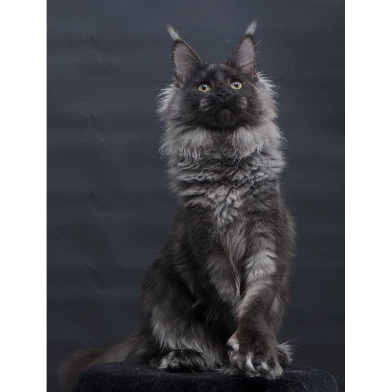 Maine Coon AP Bagira