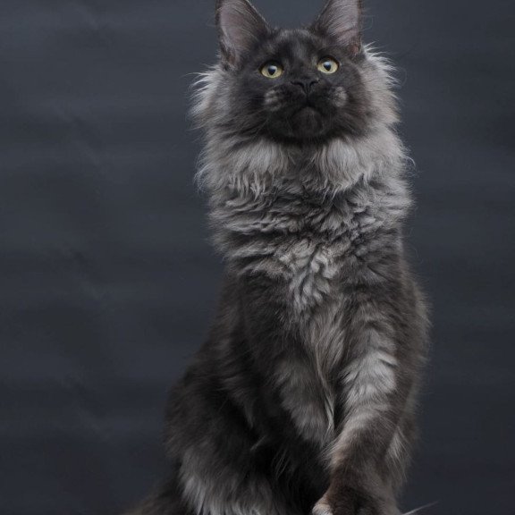 Maine Coon AP Bagira