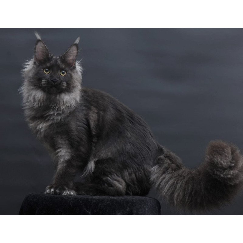 Maine Coon AP Bagira