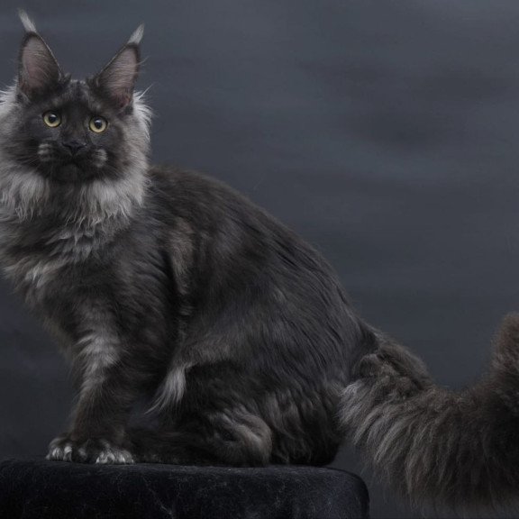 Maine Coon AP Bagira