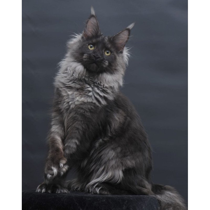Maine Coon AP Bagira