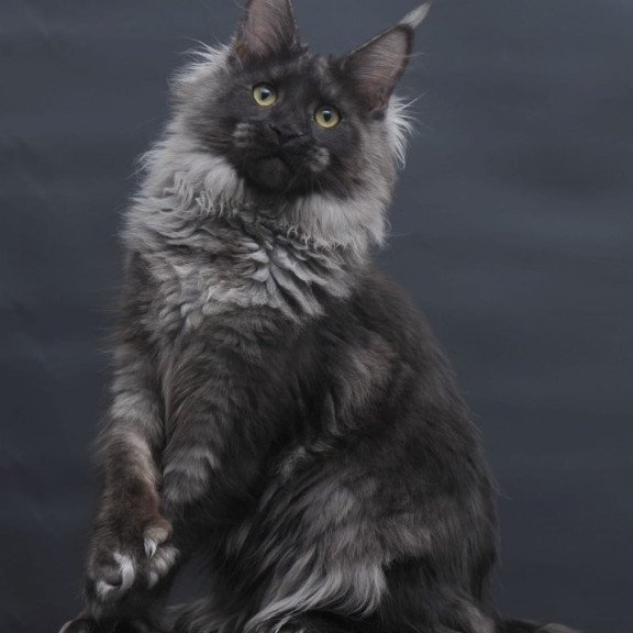 Maine Coon AP Bagira