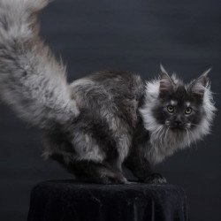 Maine Coon AP Dakota