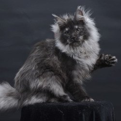 Maine Coon AP Dakota