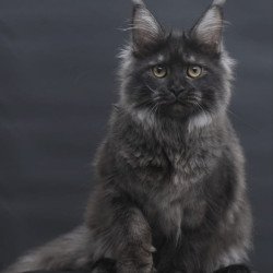 Maine Coon AP Fantazia