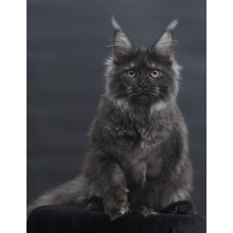 Maine Coon AP Fantazia