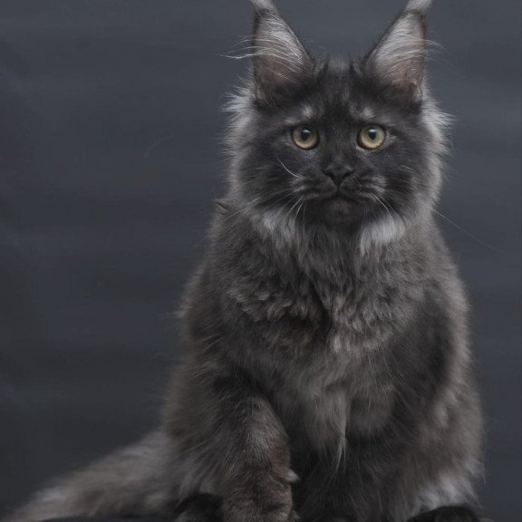 Maine Coon AP Fantazia