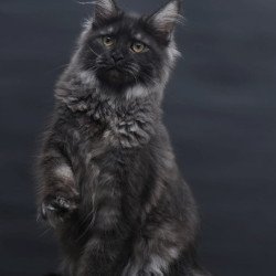 Maine Coon AP Fantazia