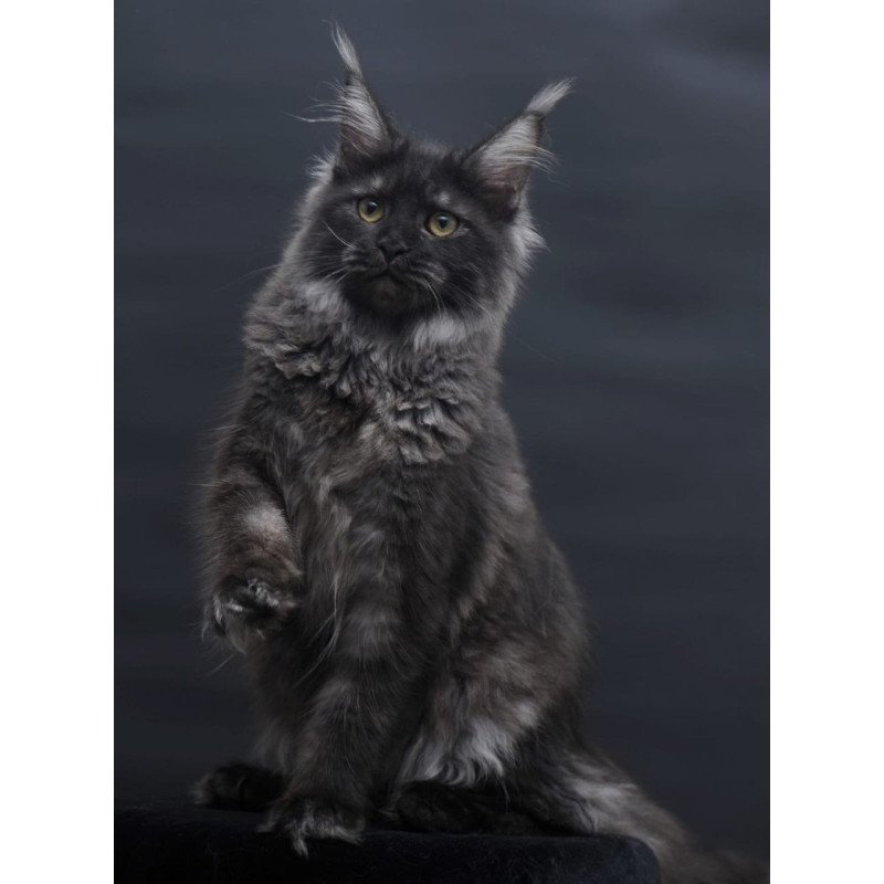 Maine Coon AP Fantazia