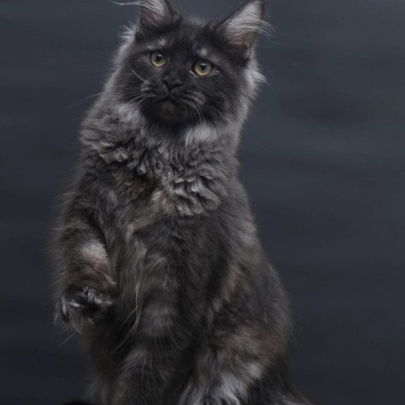 Maine Coon AP Fantazia