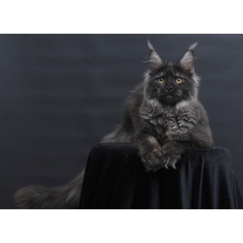 Maine Coon AP Fantazia
