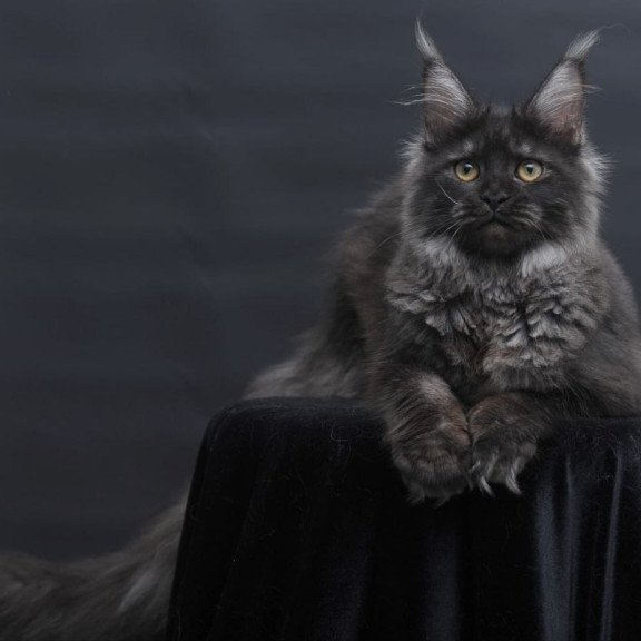 Maine Coon AP Fantazia