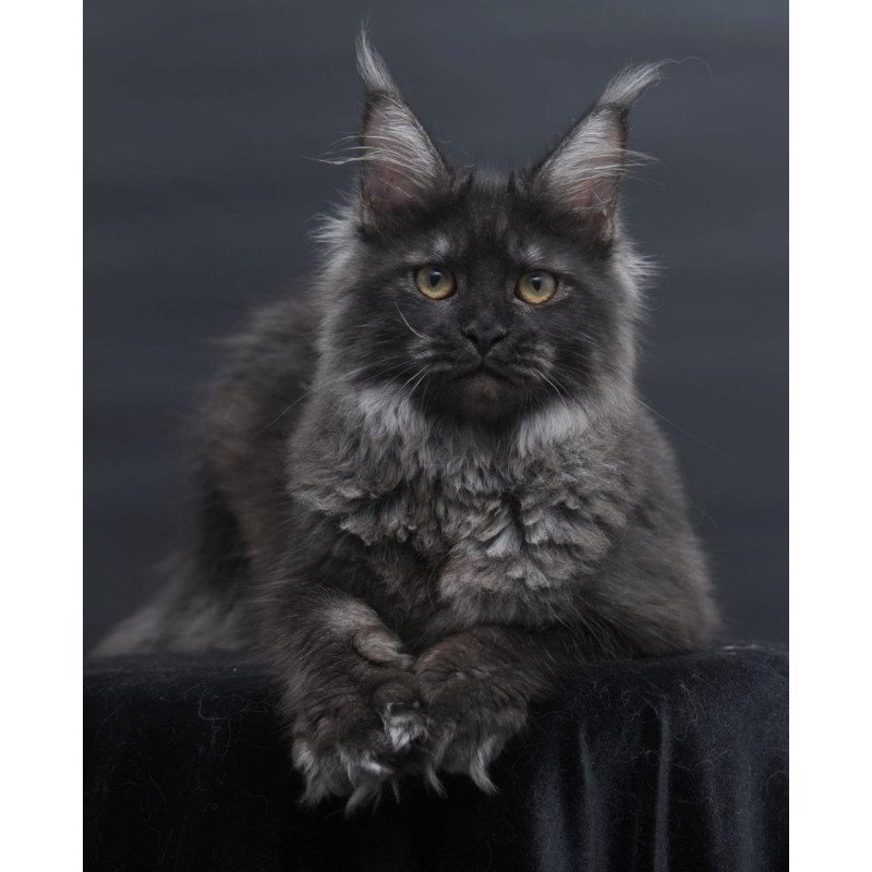 Maine Coon AP Fantazia