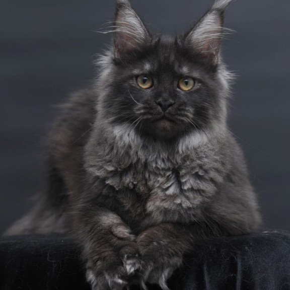 Maine Coon AP Fantazia