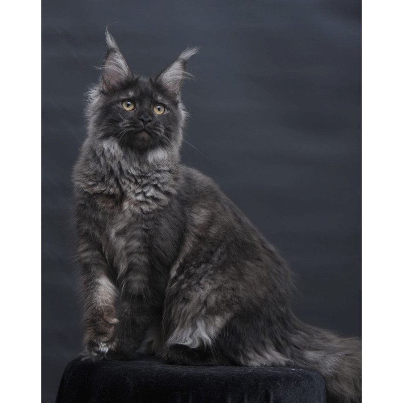 Maine Coon AP Fantazia