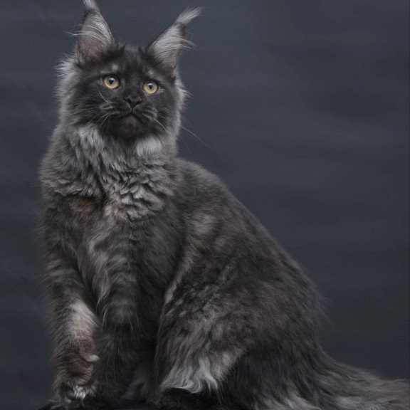 Maine Coon AP Fantazia