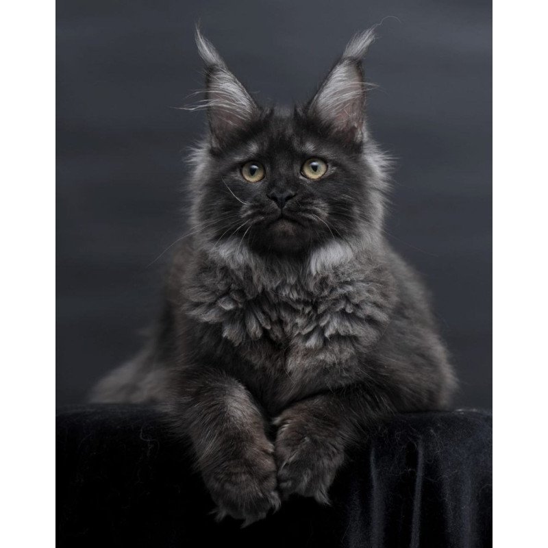 Maine Coon AP Fantazia