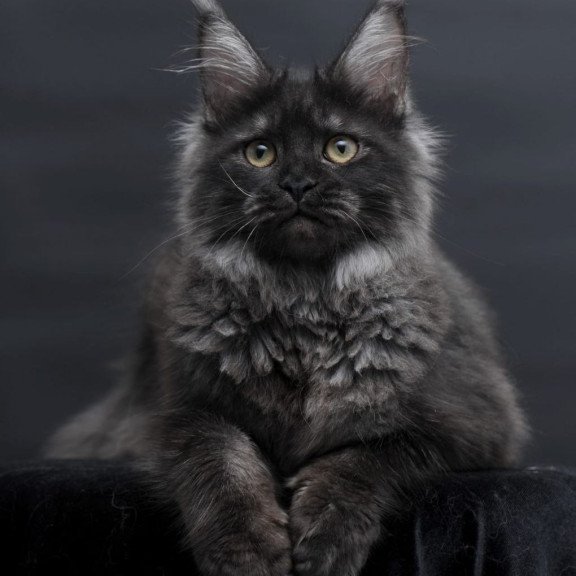 Maine Coon AP Fantazia