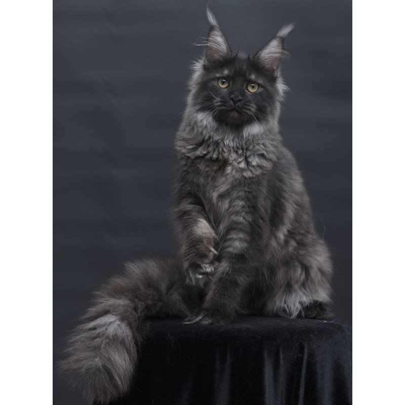 Maine Coon AP Fantazia