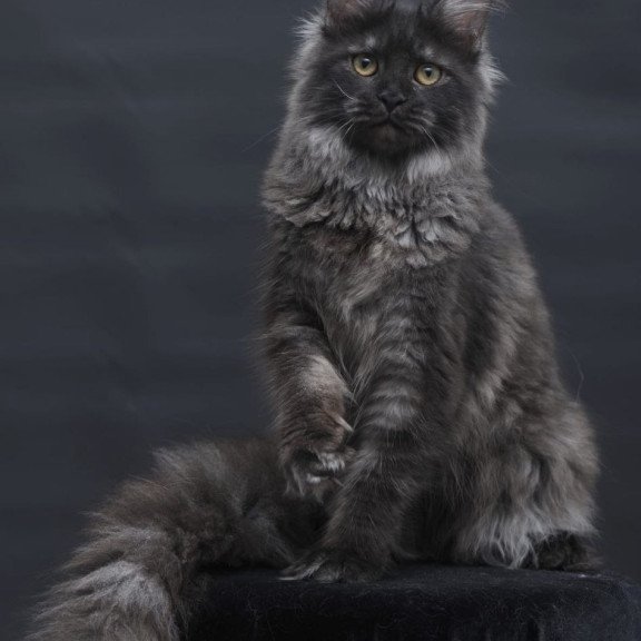 Maine Coon AP Fantazia