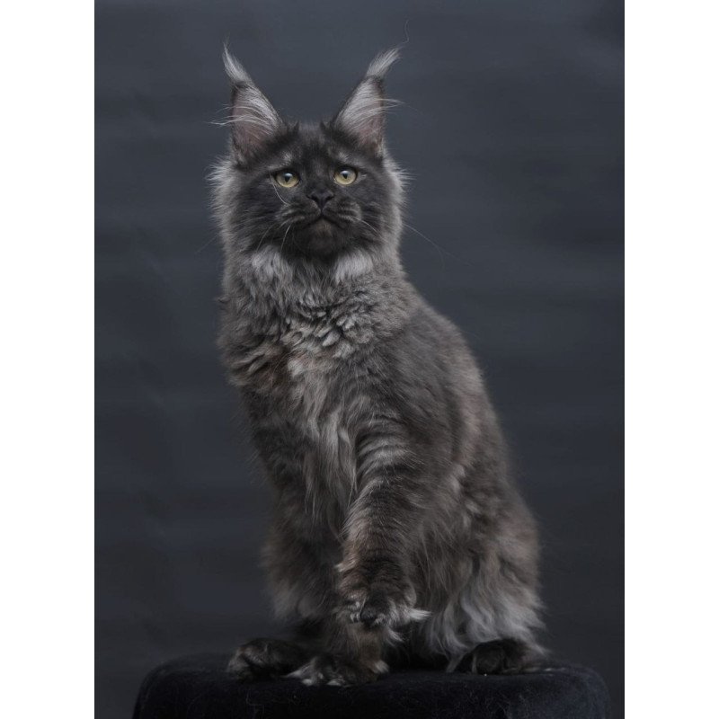 Maine Coon AP Fantazia