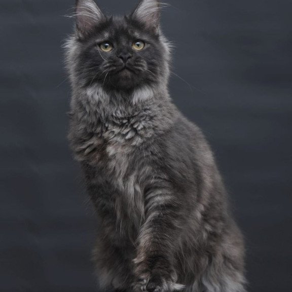Maine Coon AP Fantazia