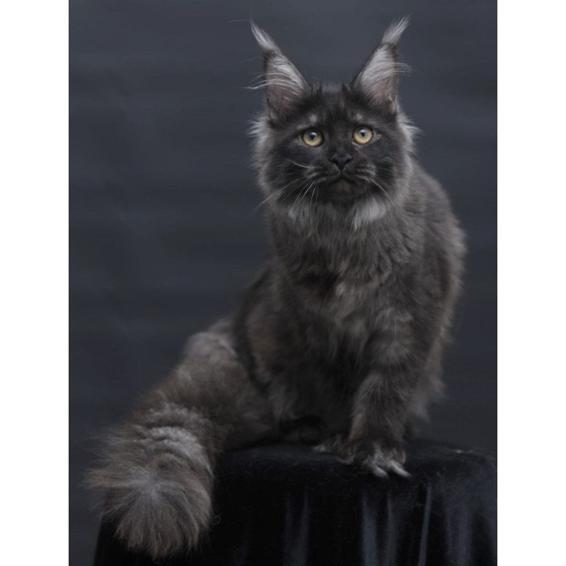 Maine Coon AP Fantazia