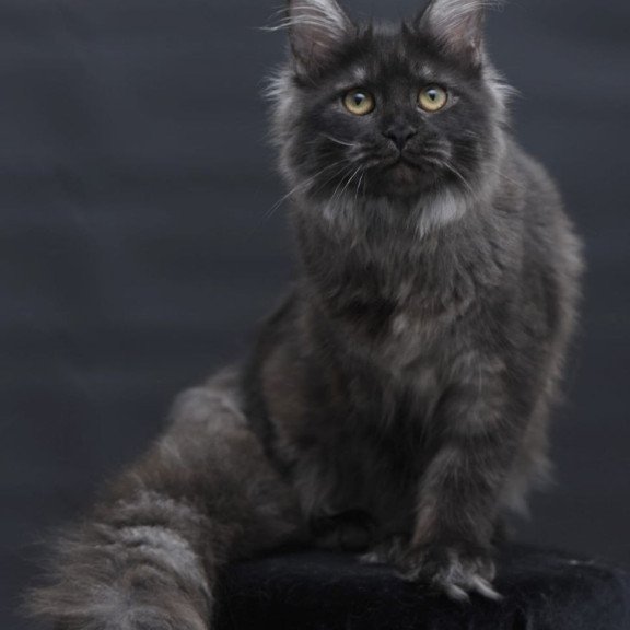 Maine Coon AP Fantazia