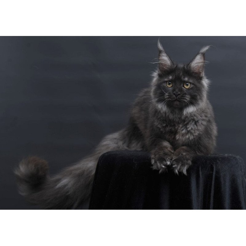 Maine Coon AP Fantazia
