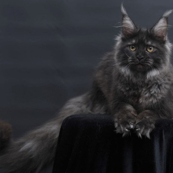 Maine Coon AP Fantazia