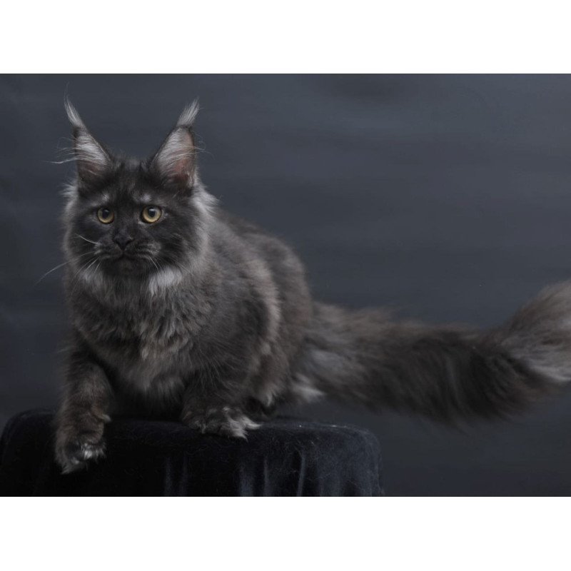 Maine Coon AP Fantazia