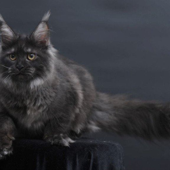 Maine Coon AP Fantazia