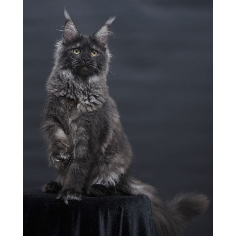 Maine Coon AP Fantazia