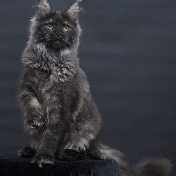 Maine Coon AP Fantazia