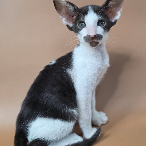 Oriental NOV Koji