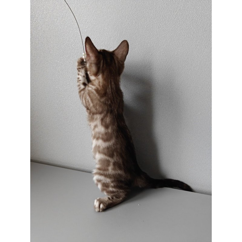 Bengal NOV Karina