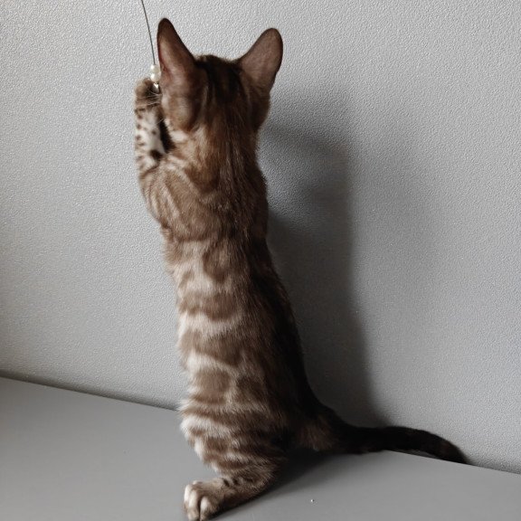 Bengal NOV Karina