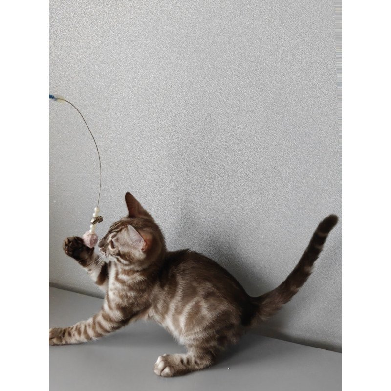 Bengal NOV Karina