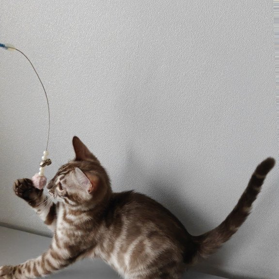 Bengal NOV Karina
