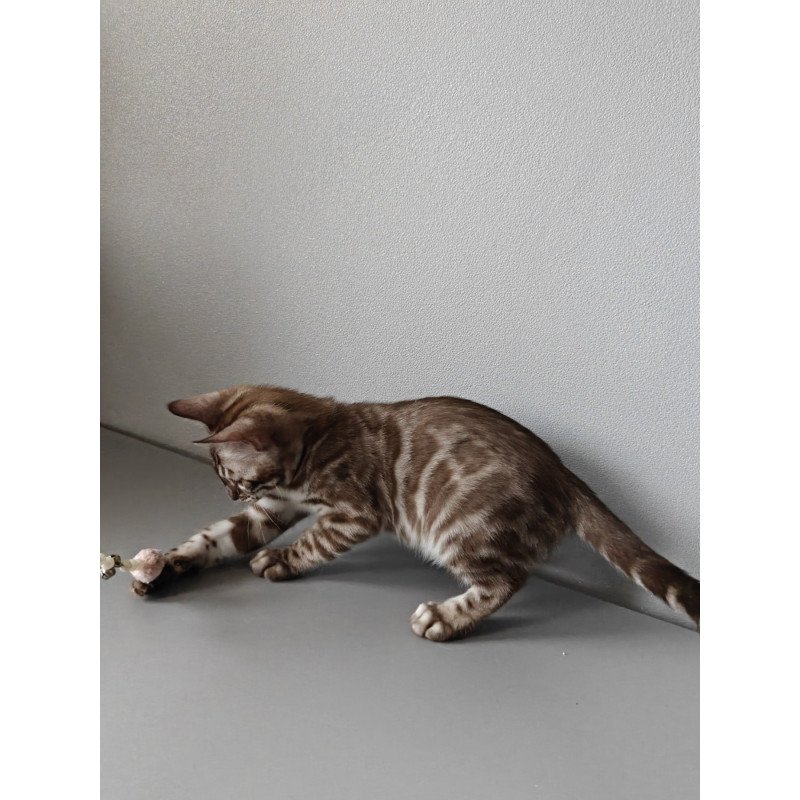 Bengal NOV Karina