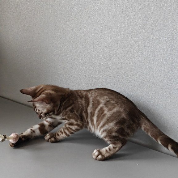 Bengal NOV Karina