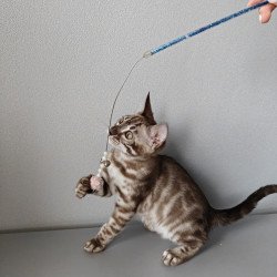 Bengal NOV Karina