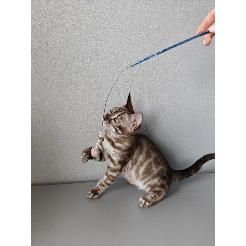 Bengal NOV Karina