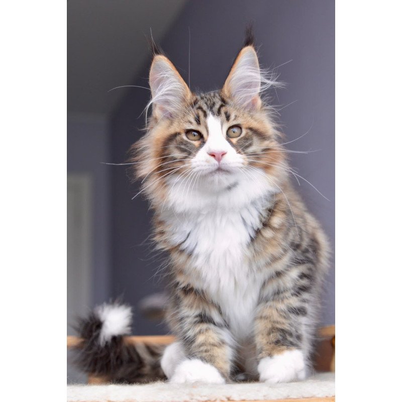Maine Coon NOV Bright Star