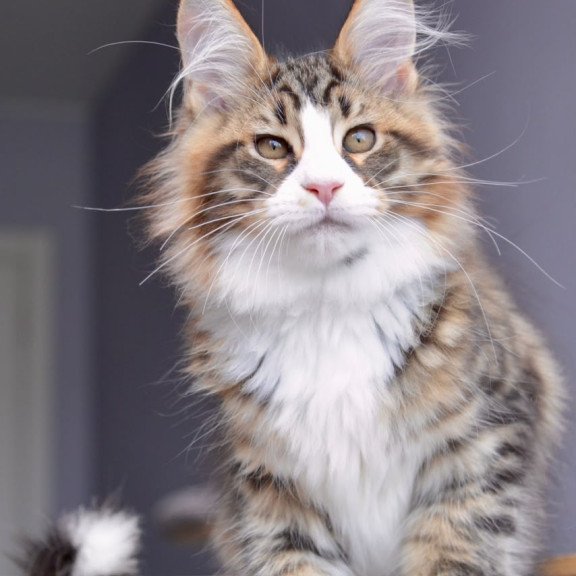 Maine Coon NOV Bright Star